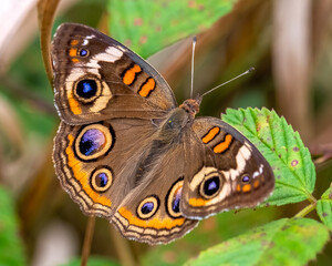 A Common Buckeye (Junonia coenia) perches in the brambles.