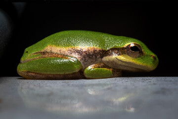 A Squirrel Tree Frog (Hyla squirella) rests quite comfortably.