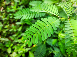 Acacia concinna leaves are a medicinal plant that grows in tropical rainforests in South Asia and the fruit of this plant is used to wash hair.