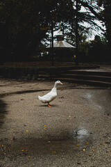 Obraz premium white duck in park