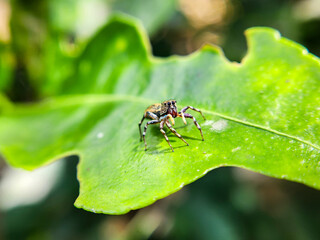 Macro photo of a small spider with round eyes