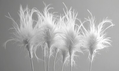 White feather plumes on stems against a gray backdrop, ideal for elegant designs