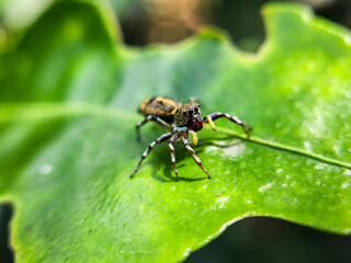Macro photo of a small spider with round eyes