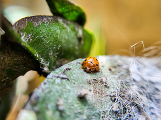 Small yellow ladybugs with black dots, are on the leaves. Macro photography