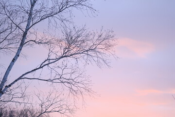 美しい冬の夕暮れ