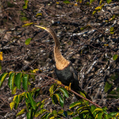 anhinga