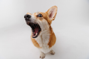 Close-up of a Corgi enthusiastically catching a treat mid-air with a wide open mouth