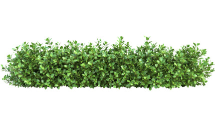 Obraz premium A row of green bushes on a white background