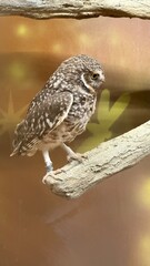 Beautiful owl, in plain sight, with nowhere to fly