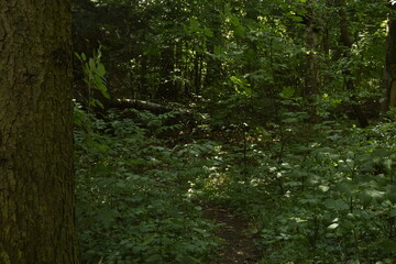 Wald auf den Steinhofgründen
