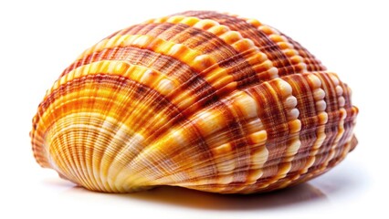 Fototapeta premium Isolated Seashell, White Background, Candid Photography, Ocean Shell, Seashore, Summer, Beach, Nature, Closeup, Macro, Texture, Detail,