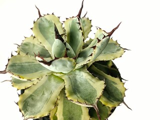 cactus on white background