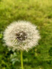 Obraz premium dandelion on green background