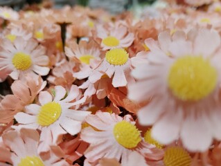 plain cherry blossom in spring time background for wallpaper