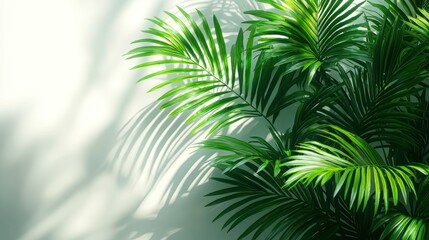Obraz premium Lush palm leaves casting shadows on wall