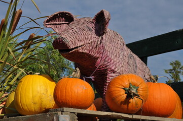 Cute wicker pig and pumpkins on display.