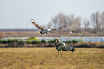 Sandhill Cranes Landing