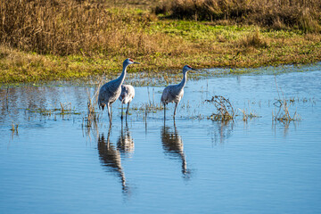 Sandhill Cranes Standing in Water