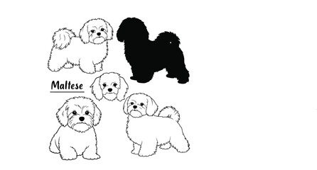 Fototapeta premium Set of Maltese Dog vector silhouettes and line art Illustrations with white background