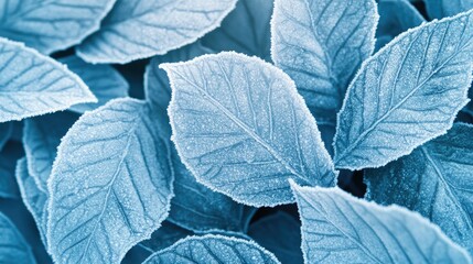 A close-up of frosted leaves resting on a cold winter morning, the icy patterns glinting faintly in the soft blue light. The serene blue tones enhance the quiet and beauty of the early winter setting.