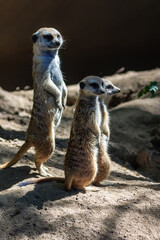 Two baby gazelles standing on a sandy hillside