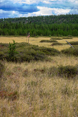 A field of grass with a few trees in the background