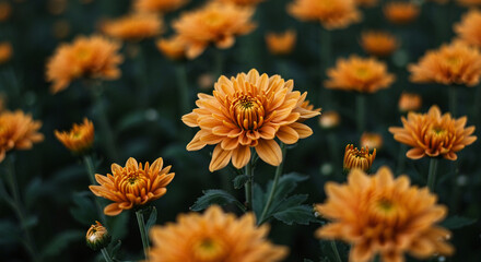 Chrysanthemum in Autumn Garden - 4K Nature Aesthetics