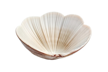 Close-Up of White Clam Shell with Intricate Texture