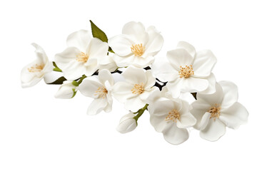 Obraz premium Fresh White Flowers Isolated for a Clean Look