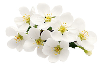 Obraz premium Elegant White Flowers in Full Bloom