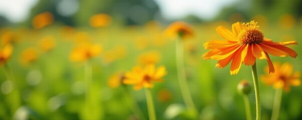 Orange mullein flower in a field of wildflowers, tall plants, flowers in field