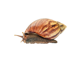 close up view snail isolated on white background