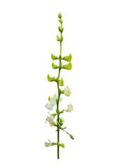 Closeup of a single green flower on a stem with no leaves, a bean flower with white and green leaves on a transparent background, a green bean plant with flowers