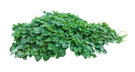 a bush of green plants on a transparent background, Green Vine Plant,  green leaves isolated on white background