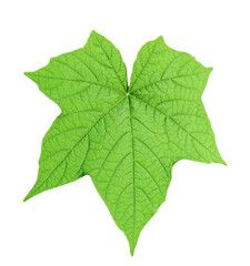 Fototapeta premium green maple leaf isolated on png, green leaf on transparent background, a leaves image, Closeup of a vibrant green leaf,