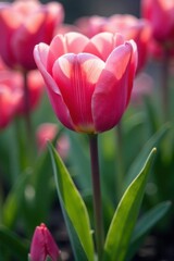 Naklejka premium Pink tulip petals gently falling from a blooming flower, leafy, soft focus, tulip petals
