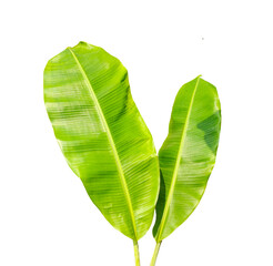 Two vibrant banana leaves, Large Green Banana Leaf, green banana tree leaf isolate on transparent background, banana leaf set on transparent background,, green leaf isolated