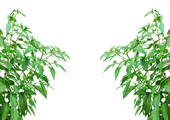 green Chili Pepper tree leaves border, two green Chili  plants on a transparent background