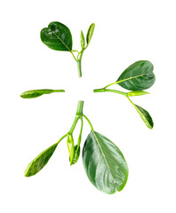 green jackfruit Green Leaves Circle isolate on a white background,  Fresh Green Leaves and Buds on transparent background, New Plant Growth collection
