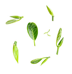 set of green jackfruit leaves, Fresh Green Leaves and Buds on transparent background, New Plant...