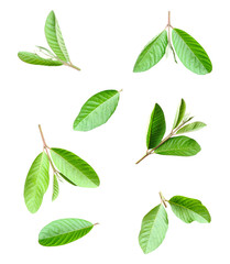 green guava leaves pattern on transparent background, set of green leaves,  Fresh Green leaf of...