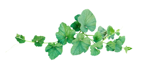 green gourd leaves on a png background, Green Vine with Lush Leaves, a green gourd plant with leaves closeup photography,