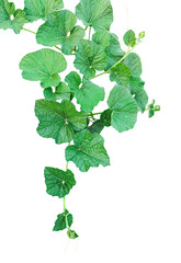 Naklejka premium a green gourd plant with leaves on it, Green Vine with Lush Leaves, a plant gourd vine with leaves on a transparent background, Green Plant Sprout, green leaves isolated on white background, 