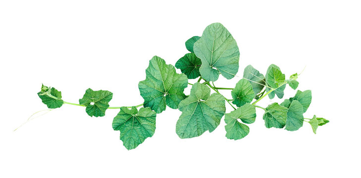green gourd leaves on a png background, Green Vine with Lush Leaves, a green gourd plant with leaves closeup photography,