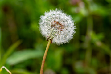 タンポポの綿毛