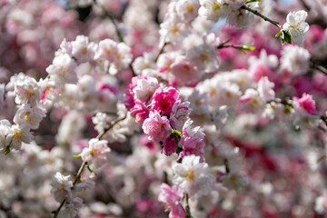 上中のしだれ梅