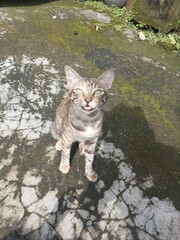 Fototapeta premium cat on the rocks