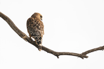 Red-shouldered Hawk (Buteo lineatus)