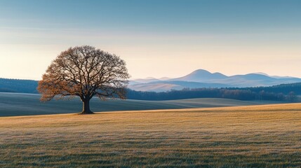 A lone oak tree in a wide, open field with gentle rolling hills, the soft light of dawn casting a warm glow over the landscape and distant mountain peaks on the horizon.