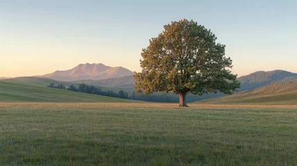 Fototapete A lone oak tree in a wide, open field with gentle rolling hills, the soft light of dawn casting a warm glow over the landscape and distant mountain peaks on the horizon. © UMAR SALAM